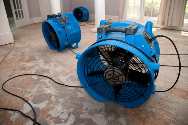 Best Mold removal after water damage  in Woodbury, TN